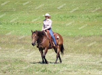 Quarter horse américain, Hongre, 9 Ans, 152 cm, Buckskin