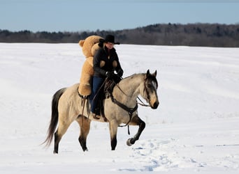 Quarter horse américain, Hongre, 9 Ans, 152 cm, Buckskin