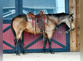 Quarter horse américain, Hongre, 9 Ans, 152 cm, Buckskin