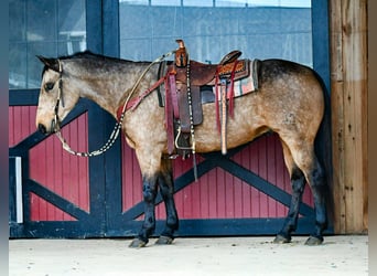 Quarter horse américain, Hongre, 9 Ans, 152 cm, Buckskin
