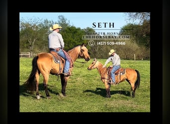 Quarter horse américain, Hongre, 9 Ans, 152 cm, Buckskin
