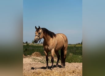 Quarter horse américain, Hongre, 9 Ans, 152 cm, Buckskin
