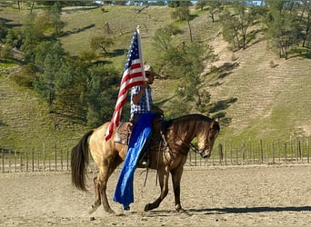 Quarter horse américain, Hongre, 9 Ans, 152 cm, Buckskin