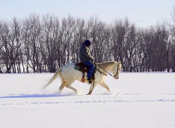 Quarter horse américain Croisé, Hongre, 9 Ans, 152 cm, Cremello