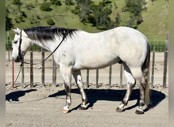 Quarter horse américain, Hongre, 9 Ans, 152 cm, Gris