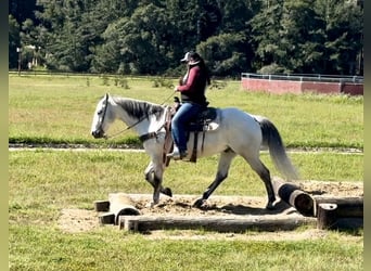 Quarter horse américain, Hongre, 9 Ans, 152 cm, Gris