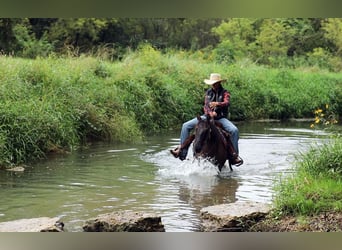 Quarter horse américain, Hongre, 9 Ans, 152 cm, Grullo
