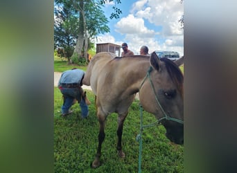 Quarter horse américain, Hongre, 9 Ans, 152 cm, Grullo