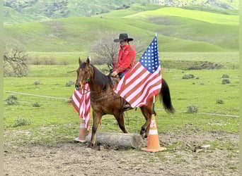 Quarter horse américain, Hongre, 9 Ans, 152 cm, Isabelle