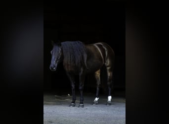 Quarter horse américain, Hongre, 9 Ans, 152 cm, Noir