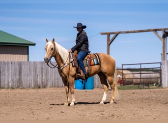 Quarter horse américain, Hongre, 9 Ans, 152 cm, Palomino