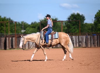 Quarter horse américain, Hongre, 9 Ans, 152 cm, Palomino
