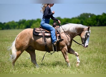 Quarter horse américain, Hongre, 9 Ans, 152 cm, Palomino
