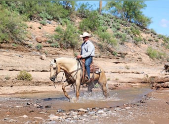 Quarter horse américain, Hongre, 9 Ans, 152 cm, Palomino