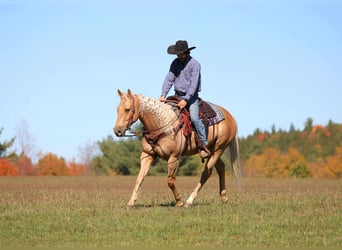 Quarter horse américain, Hongre, 9 Ans, 152 cm, Palomino