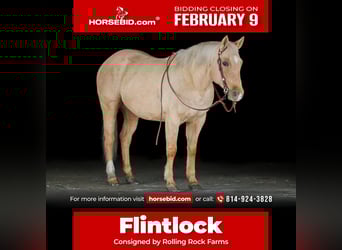 Quarter horse américain, Hongre, 9 Ans, 152 cm, Palomino