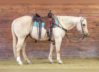Quarter horse américain, Hongre, 9 Ans, 152 cm, Palomino