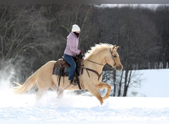 Quarter horse américain, Hongre, 9 Ans, 152 cm, Palomino