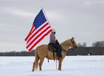 Quarter horse américain, Hongre, 9 Ans, 152 cm, Palomino