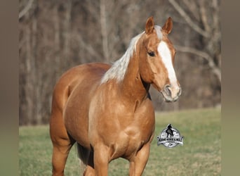 Quarter horse américain, Hongre, 9 Ans, 152 cm, Palomino