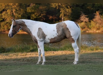 Quarter horse américain, Hongre, 9 Ans, 152 cm, Pinto