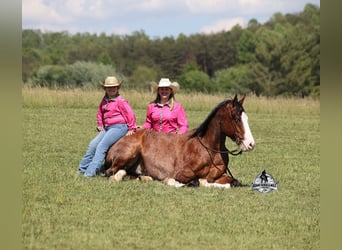 Quarter horse américain, Hongre, 9 Ans, 152 cm