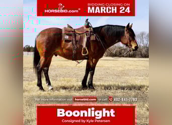 Quarter horse américain, Hongre, 9 Ans, 152 cm, Roan-Bay
