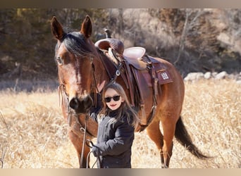 Quarter horse américain, Hongre, 9 Ans, 152 cm, Roan-Bay
