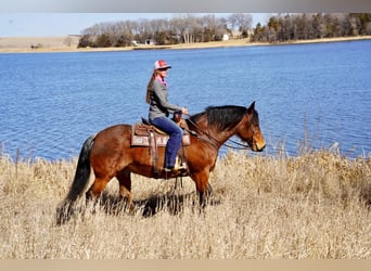 Quarter horse américain, Hongre, 9 Ans, 152 cm, Roan-Bay