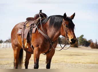 Quarter horse américain, Hongre, 9 Ans, 152 cm, Roan-Bay