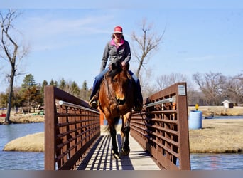 Quarter horse américain, Hongre, 9 Ans, 152 cm, Roan-Bay