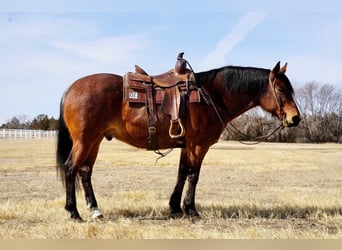 Quarter horse américain, Hongre, 9 Ans, 152 cm, Roan-Bay