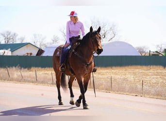 Quarter horse américain, Hongre, 9 Ans, 152 cm, Roan-Bay