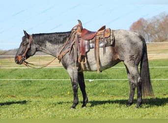 Quarter horse américain, Hongre, 9 Ans, 152 cm, Rouan Bleu