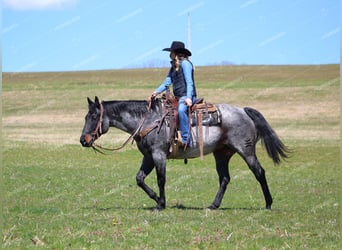 Quarter horse américain, Hongre, 9 Ans, 152 cm, Rouan Bleu