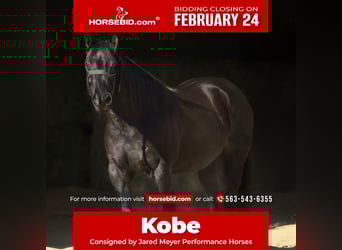Quarter horse américain, Hongre, 9 Ans, 152 cm, Rouan Bleu