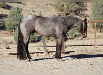 Quarter horse américain, Hongre, 9 Ans, 152 cm, Rouan Bleu