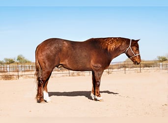 Quarter horse américain, Hongre, 9 Ans, 152 cm, Rouan Rouge