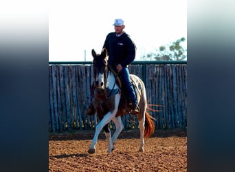 Quarter horse américain, Hongre, 9 Ans, 152 cm, Tobiano-toutes couleurs