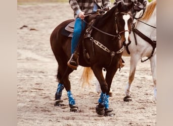 Quarter horse américain, Hongre, 9 Ans, 153 cm, Bai cerise