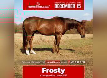 Quarter horse américain, Hongre, 9 Ans, 155 cm, Alezan cuivré