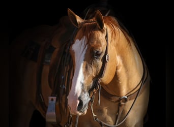 Quarter horse américain, Hongre, 9 Ans, 155 cm, Alezan dun