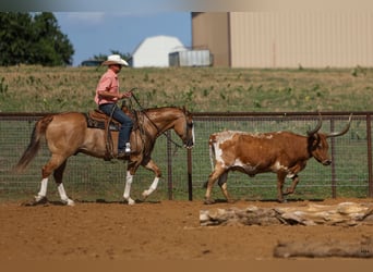 Quarter horse américain, Hongre, 9 Ans, 155 cm, Alezan dun