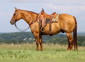 Quarter horse américain, Hongre, 9 Ans, 155 cm, Alezan dun
