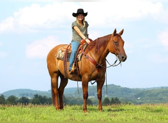 Quarter horse américain, Hongre, 9 Ans, 155 cm, Alezan dun