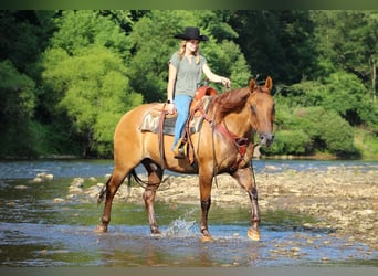 Quarter horse américain, Hongre, 9 Ans, 155 cm, Alezan dun