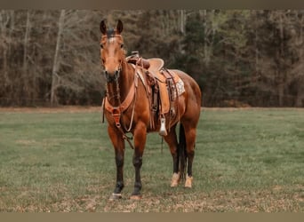Quarter horse américain, Hongre, 9 Ans, 155 cm, Bai cerise