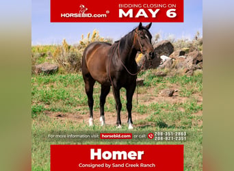 Quarter horse américain, Hongre, 9 Ans, 155 cm, Bai