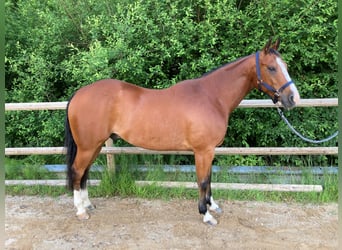 Quarter horse américain, Hongre, 9 Ans, 155 cm, Bai
