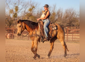 Quarter horse américain, Hongre, 9 Ans, 155 cm, Buckskin